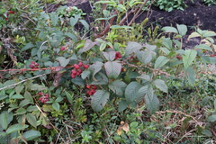 Rubus glaucus