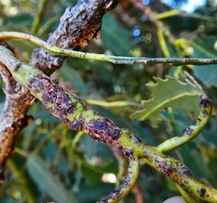 Selitrichodes globulus