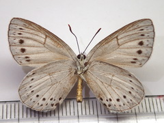 Artopoetes pryeri