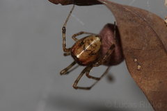 Tidarren sisyphoides