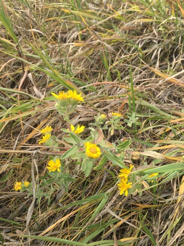 Heterotheca villosa var. villosa