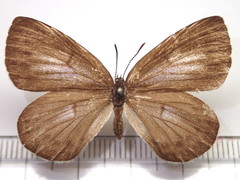 Artopoetes pryeri