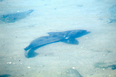 Menticirrhus undulatus
