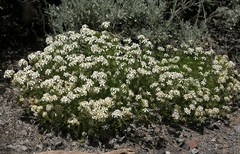 Leptosiphon pachyphyllus