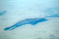 Menticirrhus undulatus