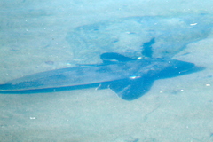 Menticirrhus undulatus