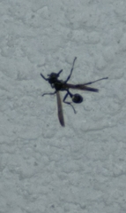 Polybia plebeja