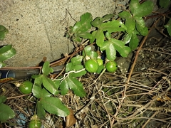 Passiflora ciliata