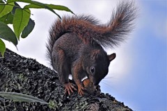 Sciurus ignitus