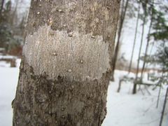 Arthoniomycetes