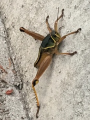 Brachystola behrensii