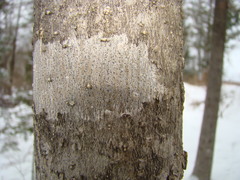 Arthoniomycetes
