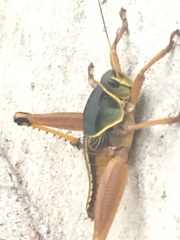 Brachystola behrensii