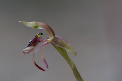 Chiloglottis reflexa