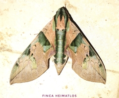 Eumorpha capronnieri