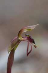 Chiloglottis reflexa