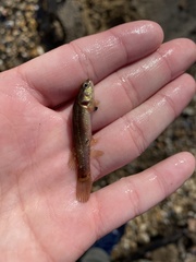 Umbra pygmaea