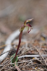 Chiloglottis reflexa