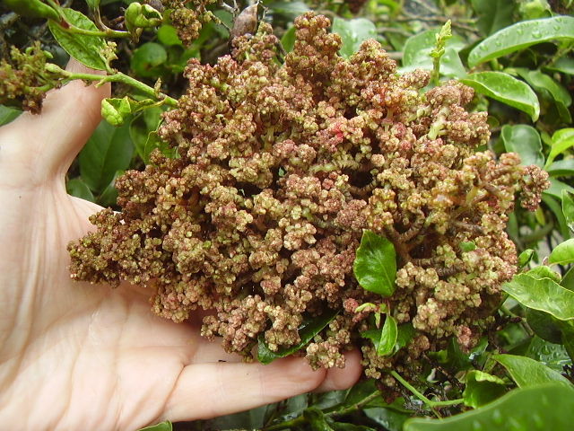 Milktree Witches Broom