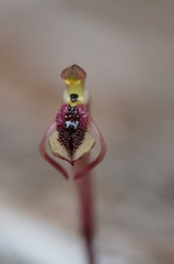 Chiloglottis reflexa