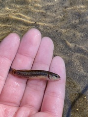Umbra pygmaea
