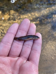 Umbra pygmaea