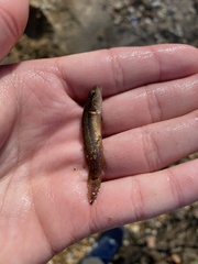 Umbra pygmaea