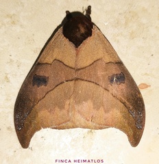 Automeris hamata