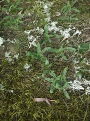 Stenoglottis fimbriata