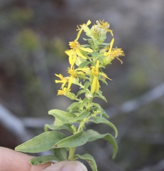 Solidago petiolaris