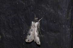 Agrotis malefida