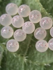 Pachycorinae