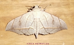 Bedosia fraterna