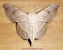 Bedosia fraterna