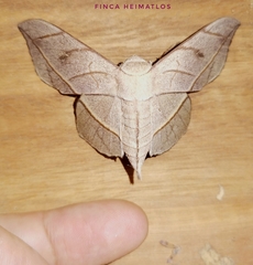 Bedosia fraterna