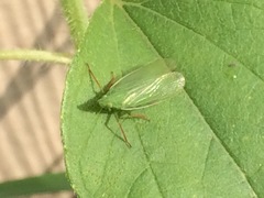 Rhynchomitra recurva