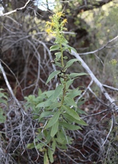 Solidago petiolaris