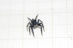 Coryphasia nigriventris