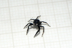 Coryphasia nigriventris