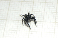 Coryphasia nigriventris