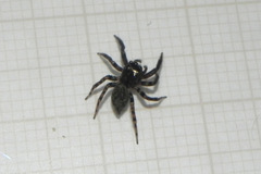 Coryphasia nigriventris