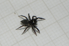 Coryphasia nigriventris