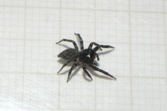 Coryphasia nigriventris