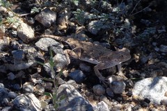 Phrynosoma goodei