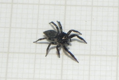 Coryphasia nigriventris