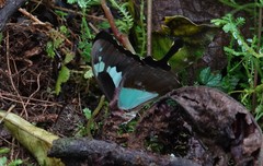 Papilio phorcas congoanus