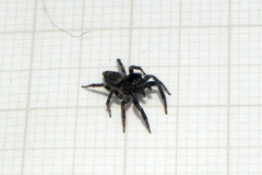 Coryphasia nigriventris