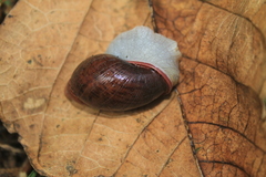 Plekocheilus pulicarius