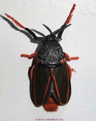 Edebessa circumcincta