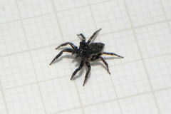 Coryphasia nigriventris